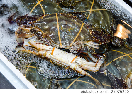 Migrant crab Migrant crab 25926200