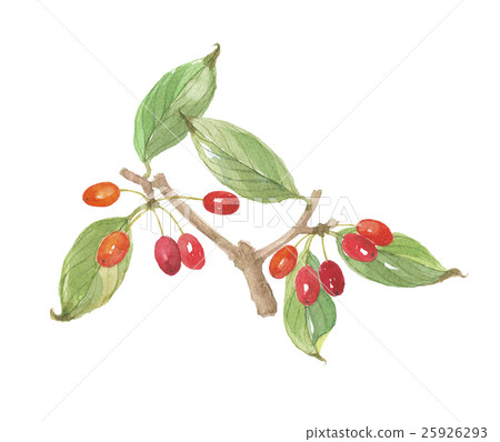 Fruit of Sanshu Fruit of Sanshu 25926293