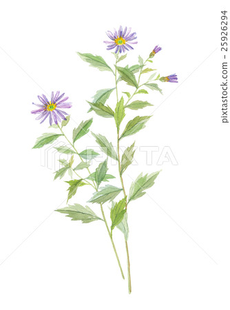 Nogue Chrysanthemum Nogue Chrysanthemum 25926294