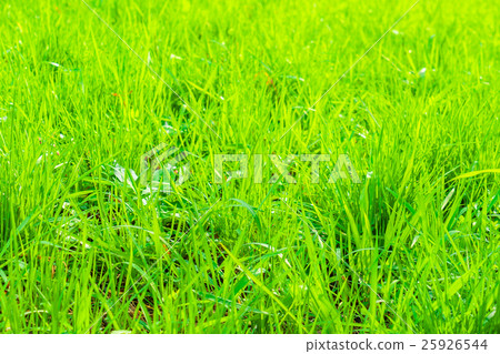 Fresh spring green grass 25926544