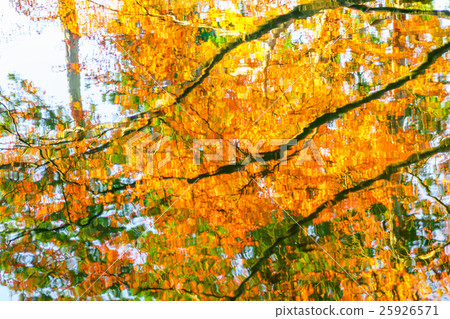 Colorful Autumn trees reflected in water Colorful Autumn trees reflected in water 25926571
