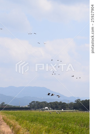 Formation of a beautiful crane Flight Formation of a beautiful crane Flight 25927904