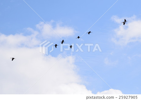 Formation of a beautiful crane Flight Formation of a beautiful crane Flight 25927905
