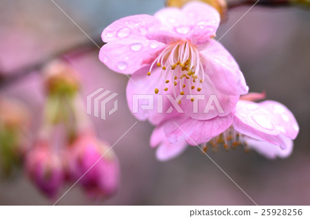 櫻花 25928256