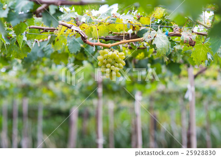 Ninh Thuan Vineyard Ninh Thuan Vineyard 25928830