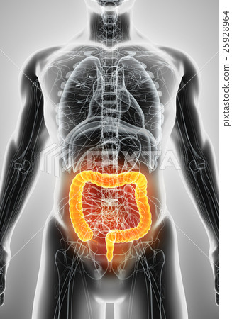 3D illustration of Large Intestine. 25928964