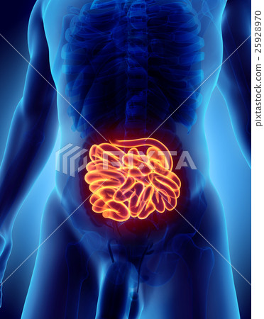 3D illustration of Small Intestine. 25928970