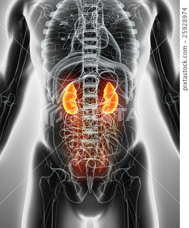 3D illustration of Urinary System, medical concept 25928974
