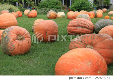 Lots of big pumpkin Lots of big pumpkin 25929267