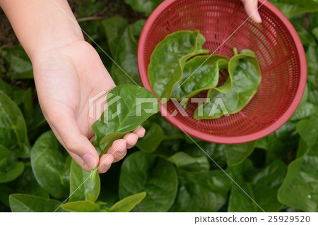 Truumurasaki兒童收穫初學者的花園 Truumurasaki兒童收穫初學者的花園 25929520