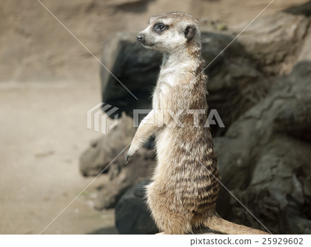 貓鼬側身 25929602