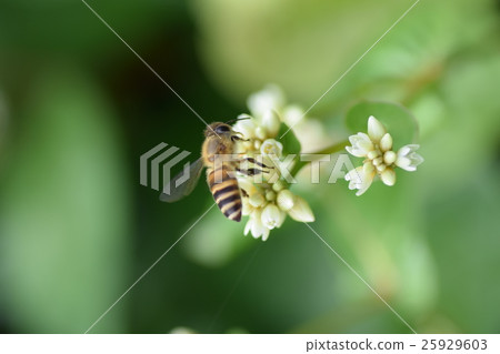 蜜蜂和雜草白花 25929603