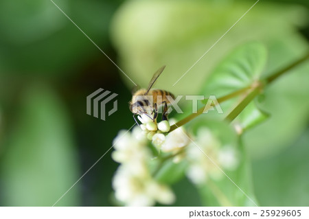 White flowers of bees and weeds White flowers of bees and weeds 25929605