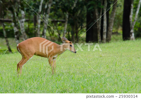 red muntjac live in grassland ,thailand 25930314