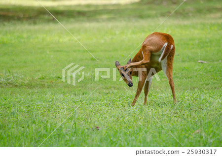 red muntjac live in grassland ,thailand red muntjac live in grassland ,thailand 25930317