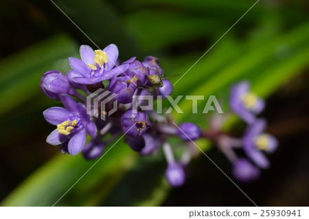 Beautiful Yaburan Flower 25930941