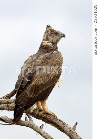 Tawny eagle (Aquila rapax) 25931020