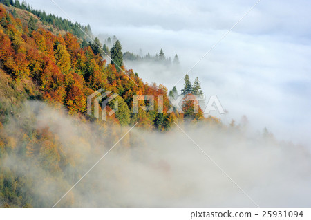 Forest on the mountain slope Forest on the mountain slope 25931094