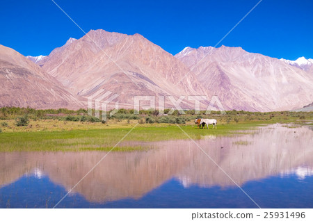 Nubra Valley landscape with Himalayan range view 25931496