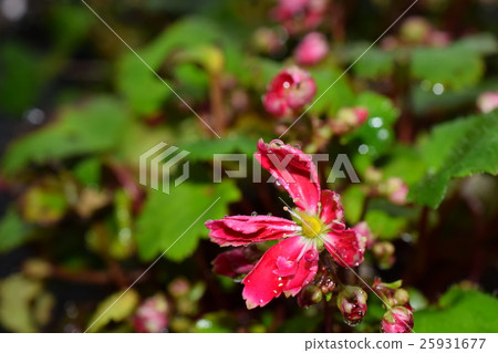 Daimondishoto growing blossoming 25931677