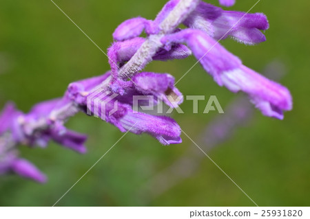 Amethyst Sage 25931820