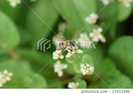 蜜蜂和小白花 蜜蜂和小白花 25931990