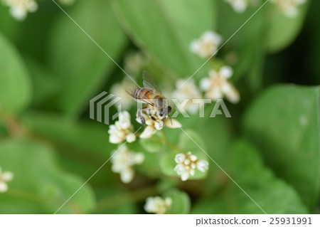 蜜蜂和小白花 蜜蜂和小白花 25931991