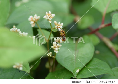 Kigoshishanabu and small white flowers 25932642