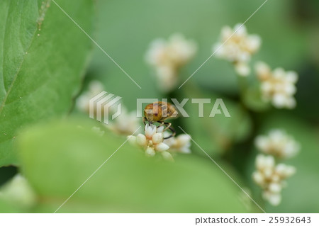 Kigoshishanabu and small white flowers 25932643