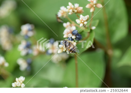 Kigoshishanabu and small white flowers 25932644