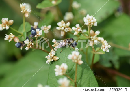 Kigoshishanabu and small white flowers 25932645