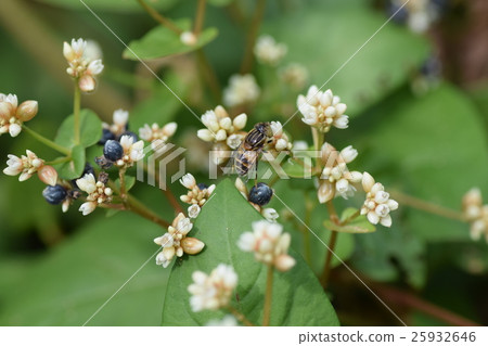 Kigoshishanabu and small white flowers 25932646