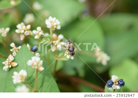 Kigoshishanabu and small white flowers 25932647