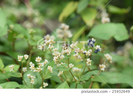 Kigoshishanabu and small white flowers 25932649