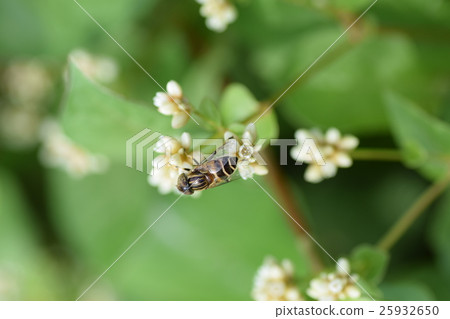 Kigoshishanabu and small white flowers 25932650
