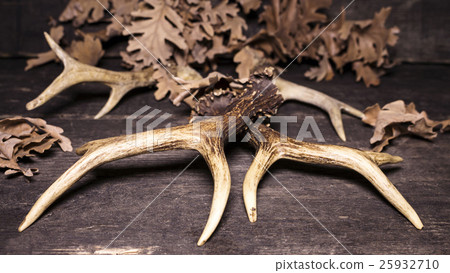 Deer Antlers On Wooden Background 25932710