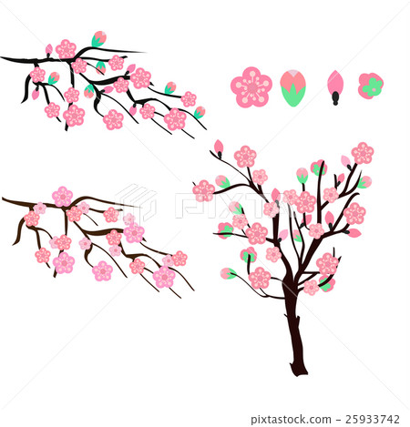 Blooming Sakura or cherry Isolated  25933742