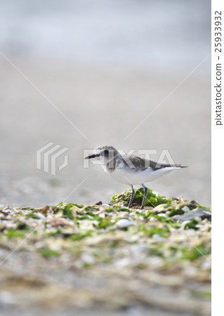 Shiitake (White Chidori) 25933932