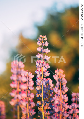 Wild Flowers Lupine In Summer Field Meadow. Close Wild Flowers Lupine In Summer Field Meadow. Close 25933978