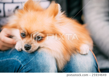 Close up portrait of young Red Pomeranian Spitz 25934649