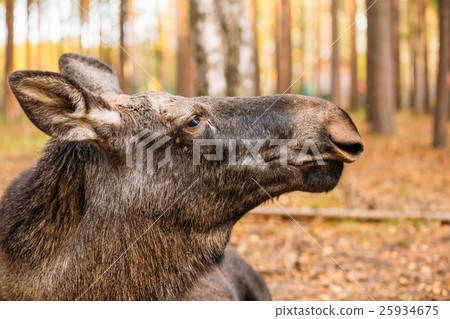 Close up of wild female moose, elk Close up of wild female moose, elk 25934675
