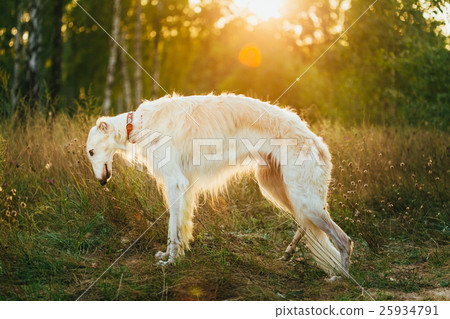 White Russian Dog, Borzoi In Summer Evening White Russian Dog, Borzoi In Summer Evening 25934791