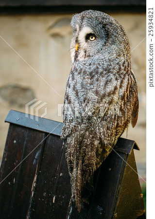 The great grey owl or great gray owl ,Strix 25934821