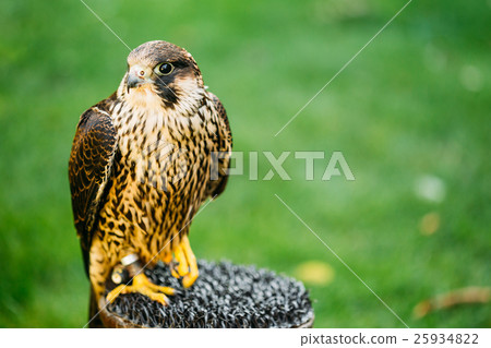 The peregrine falcon on green grass background  25934822