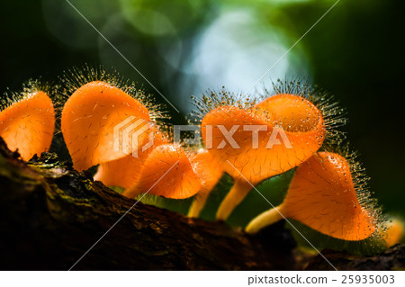 Hairy mushroom with water drops. Hairy mushroom with water drops. 25935003