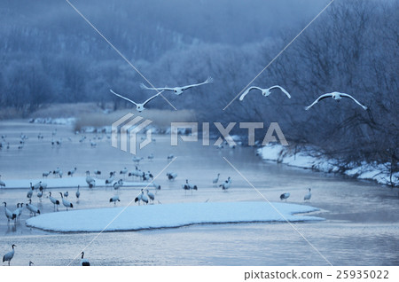 A flock of cranes jumping from the roost 25935022