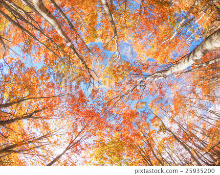 Beech yellow leaves Beech yellow leaves 25935200