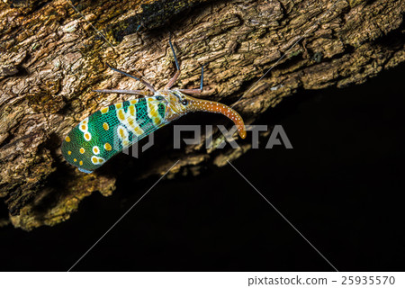 lantern bug , Lantern Fly, the insect on tree lantern bug , Lantern Fly, the insect on tree 25935570