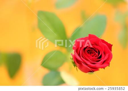 Roses rose rose rose red rose red flower copy space characters lettering rose wallpaper background gift woman Roses rose rose rose red rose red flower copy space characters lettering rose wallpaper background gift woman 25935852