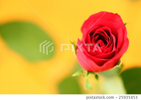 Roses rose rose rose red rose red flower copy space characters lettering rose wallpaper background gift woman Roses rose rose rose red rose red flower copy space characters lettering rose wallpaper background gift woman 25935853